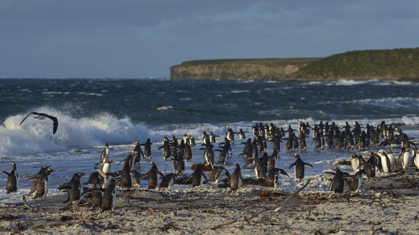 企鹅岛 Falkland Islands