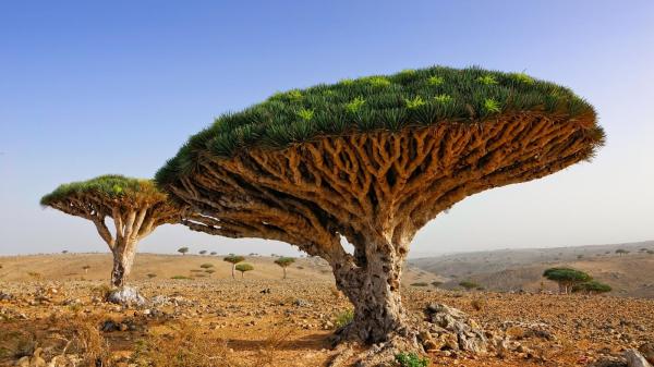 龙血树平均树龄高达8000岁，长得就像飞碟。