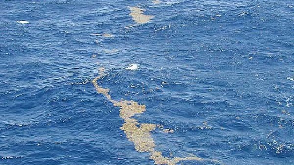 馬尾藻海