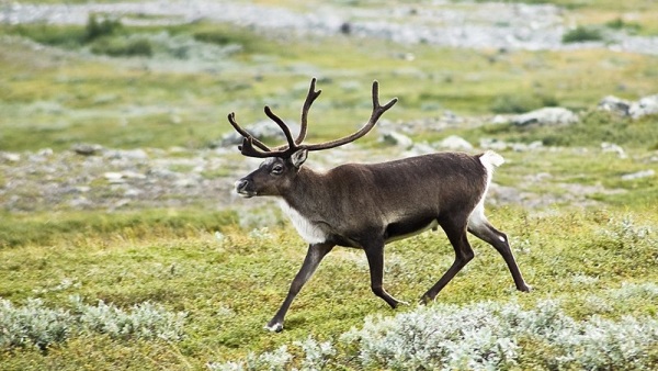 替圣诞老人驾驶着雪橇的鹿，其实并非众人熟知的麋鹿，而是驯鹿。