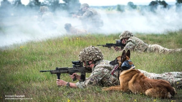 英國皇家陸軍獸醫兵團第一軍工犬團的軍犬在訓練中。