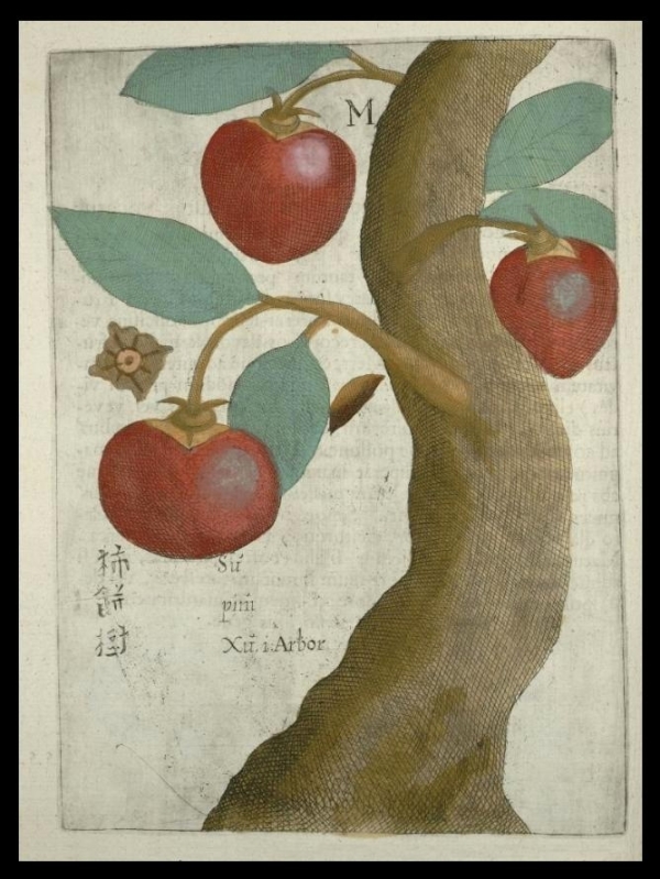 波蘭籍天主教耶穌會來華傳教士卜彌格十七世紀著作《Flora Sinensis》（譯：中國植物志）畫筆下的柿子樹。