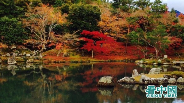 京都天龙寺的晚秋枫红