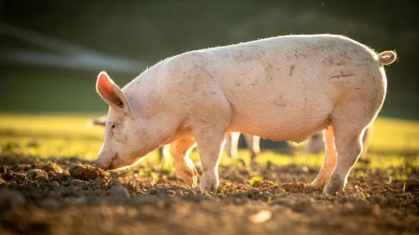 在人畜的相互輪迴中，在典籍中以人和豬之間的輪迴最為常見