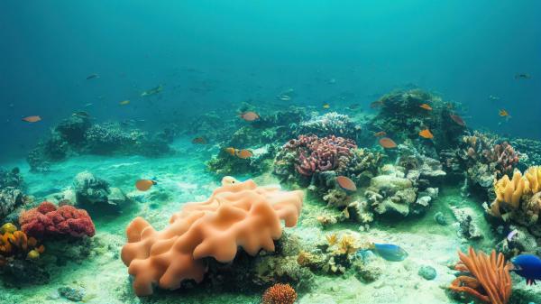 加勒比海海底某处发现了一块貌似城市遗址的巨大海床。