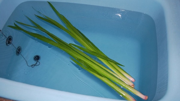 公历5月5日是日本儿童节，日人会在此日全家人使用菖蒲水洗热水澡，祛灾除病>。