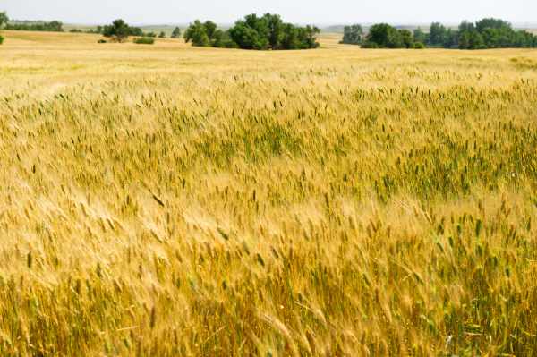 图为2013 年 8 月 19 日拍摄的美国北达科他州泰奥加（Tioga）附近的小麦麦田。（图片来源：KAREN BLEIER/AFP via Getty Images）