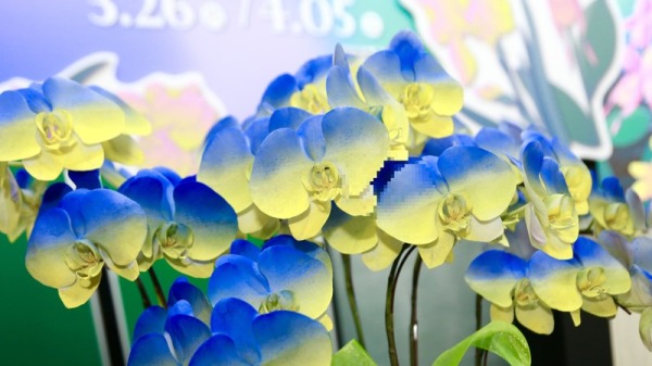 台湾国际兰展将推乌克兰代表色兰花