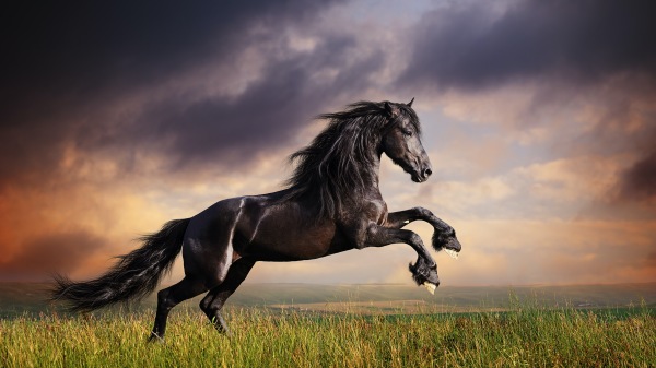 王湛说：“这匹马虽能跑快，却力薄不能任劳苦行，还不是真正的的好马。”