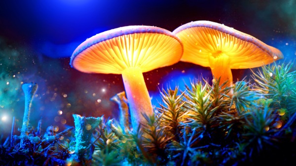 蘑菇 真菌