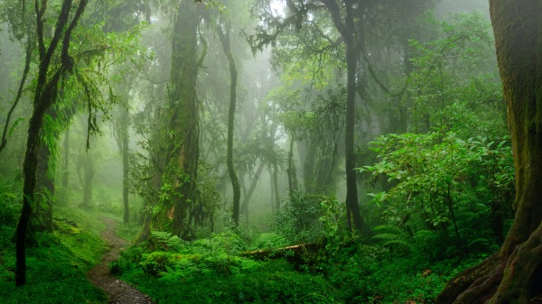 植树造林可以有效地改善环境。（图片来源:Adobe stock）