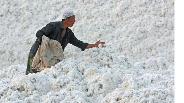 2006年10月10日，一名工人在新疆一个棉花厂里储存棉花（图片来源：Servais Mont/Getty Images）