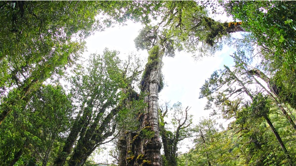 落葉松 智利 最古老樹木