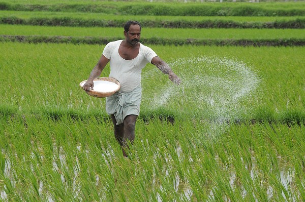 2014年7月31日，一名印度农民在稻田里喷洒肥料。