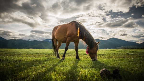 「好馬不吃回頭草」是許多人耳熟能詳的一句俗語。