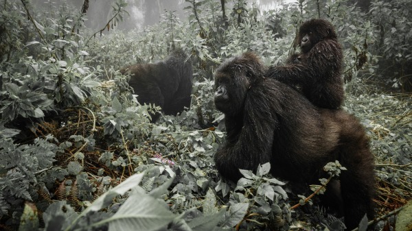 科研人员发现，黑猩猩会利用地形优势进行侦察、收集情报，评估风险后再决定采取何种行动。