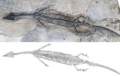 2.44亿年前的“奇异罗平龙”在云南被发现(图)