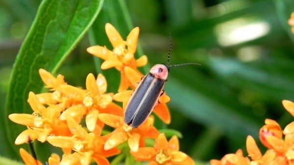 螢火蟲屬於鞘翅螢火蟲科，又稱為「火金星」、「火燄蟲」