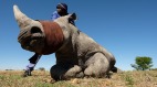 南非亿万富翁被迫出售2000头圈养犀牛(图)