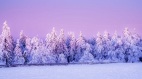 立冬到命理师曝这5生肖运气最好(组图)