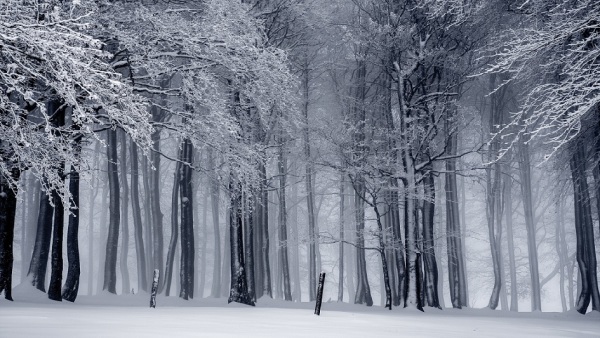 冬至又稱冬節、冬至節或賀冬。