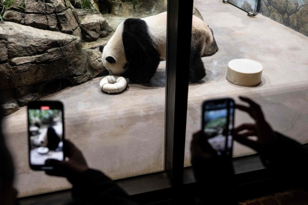 2023年11月7日，参观者在华盛顿特区史密森尼国家动物园拍摄大熊猫，这是三只大熊猫返回中国前的最后一天。