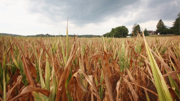 美国印第安纳州的玉米田（Scott Olson/Getty Images）