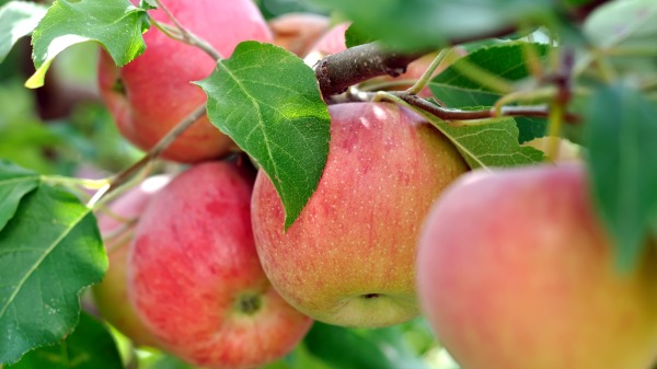 蘋果含有豐富的維他命B1 、B2 、C 及胡蘿蔔素、煙酸（亦稱維他命B5 ）所以「每日一蘋果，醫生遠離我」是有它的道理的。