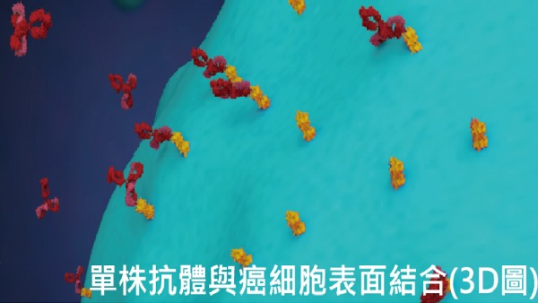 單株抗體與癌細胞表面結合的3D圖。