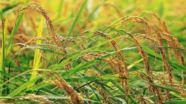 芒种，是夏季的第三个节气，亦是谷物栽种的最后时节。