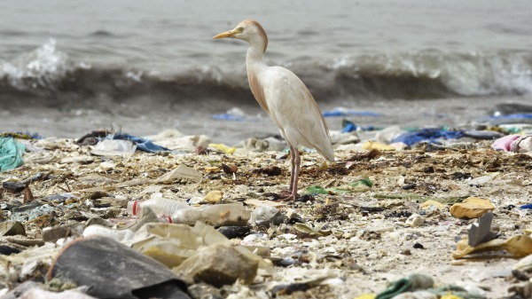 2023年世界环境日：塑战速决（Beat Plastic Pollution）