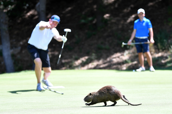 2022年6月1日，在意大利奥尔贝泰洛举行的PGA职业队长挑战赛第二天，一只海狸鼠出现在赛场。