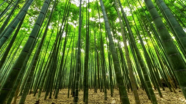 朱元璋就曾创作一首《咏竹》来歌颂竹子。