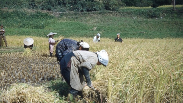 1952 年，日本宫城县仙台附近的农村地区，阳光明媚的一天，穿着暖和的妇女在田里收割谷物。