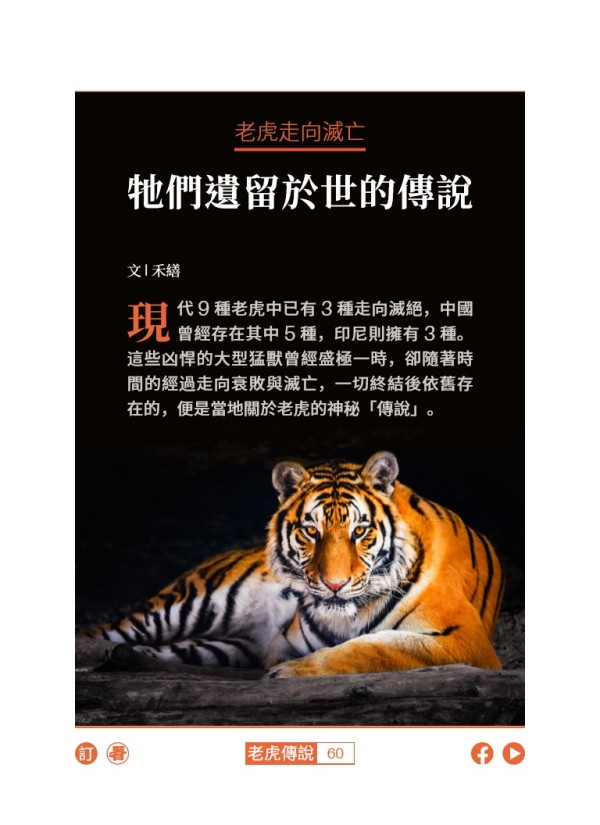 老虎走向滅亡 牠們遺留於世的傳說