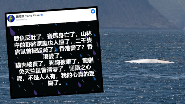 在香港西貢水域出沒的鯨魚近日浮屍海面引發社會各界關注。（圖片來源：看中國合成）