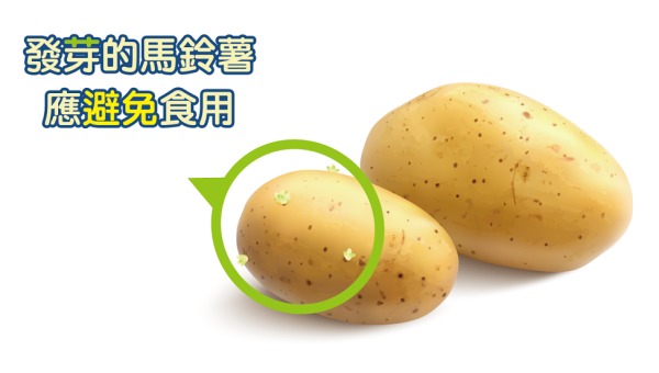 馬鈴薯發芽會產生大量茄鹼，不適合食用