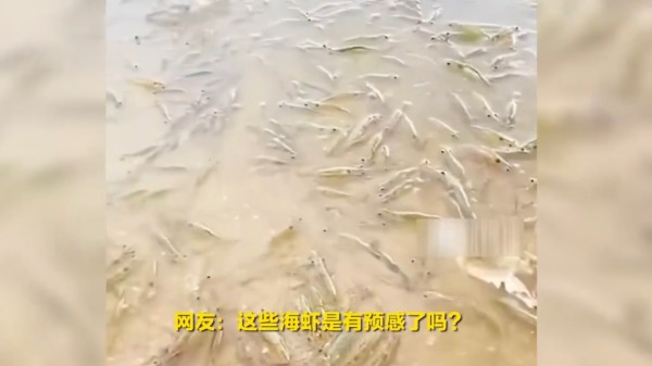 广东 海虾