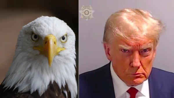 美国国鸟白头鹰与美国前总统川普。