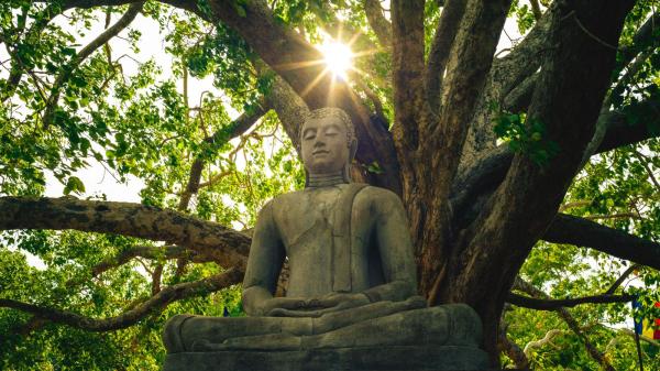 釋迦牟尼佛在此樹下坐了七七四十九天而開悟成道。