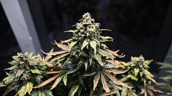 曼谷藥用大麻藥房The Dispensary by Taratera中生長的大麻植物。