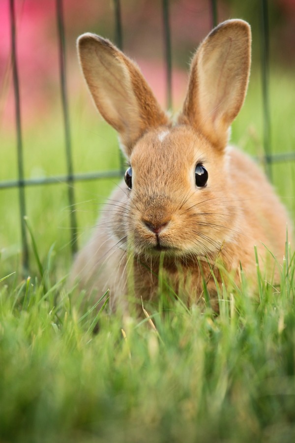 民间相传嫦娥很喜欢兔子，因此中秋节不宜戏耍兔子。