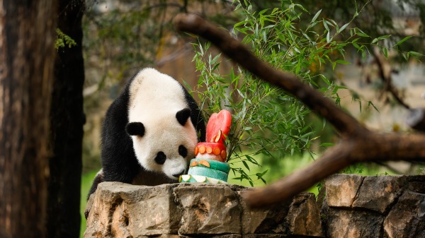 2023年9月23日在华盛顿特区史密森尼国家动物园举行的“熊猫Palooza”活动中，大熊猫小奇迹在围栏里吃冷冻水果蛋糕。 （Anna Moneymaker/Getty Images)(