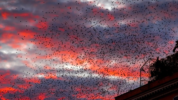 欧洲掠鸟，被国际自然保护联盟物种存续委员会入侵物种专家小组（ISSG）列为世界百大外来入侵种。