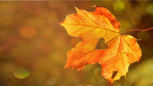 正式進入「白露」節氣、「辛酉月」來臨後，代表著孟秋的結束，仲秋的開始，意味著秋意漸濃。