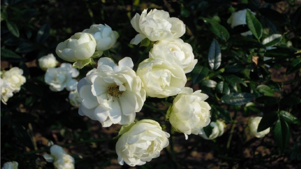 月季，花中皇后，为蔷薇科蔷薇属的一种。