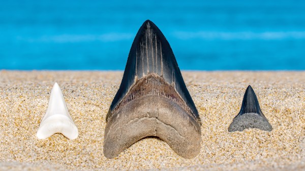 巨齿鲨 鲨鱼 牙齿 化石 456364002