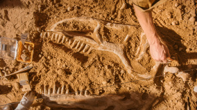 2.8億前化石的驚人發現上面竟有「人工」痕跡(圖)