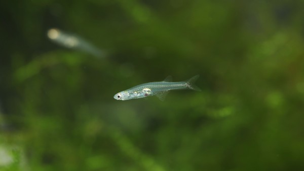 Danionella cerebrum 緬甸 小魚 魚類 708031541