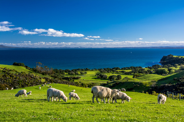 新西蘭 羊
